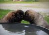images/T-Wurf/T-Wurf Wo 10/3S8A3133-Bearbeitet_Web.jpg